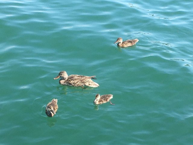ducks